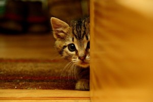 Create meme: a scared cat, adorable kittens, sad kitty
