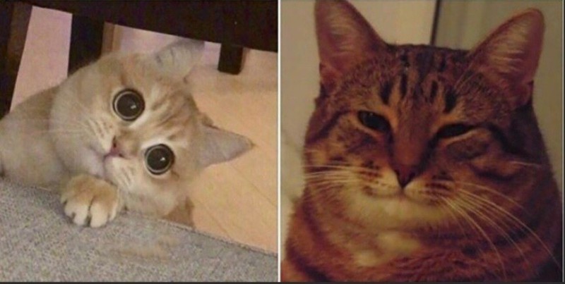 Create meme: good cat meme, memes with cats , the cat meme is happy