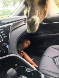 Create meme: moose stuck in car, funny jokes, fun