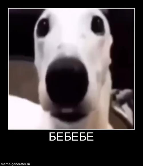 Create meme: the shivering dog, dog teeth chattering meme, The white dog's teeth are shaking