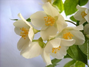 Create meme: photo of blooming Jasmine, Jasmine, flower Jasmine