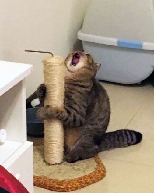 Создать мем: кот и когтеточка мем, кот кричит когтеточка, орущий кот с когтеточкой