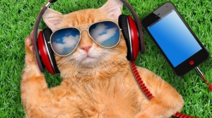 Create meme: cat in round glasses, cat with headphones