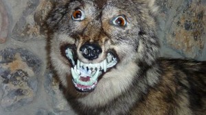 Create meme: stuffed wolf meme, demented wolves, wolf memes