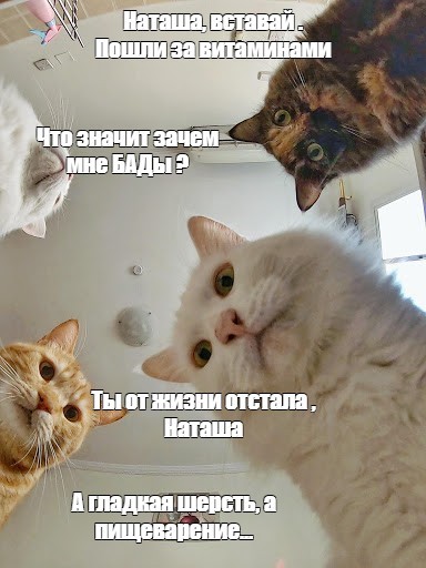 Создать мем: мемы с котами, кот мем, коты наташа мем
