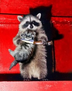 Create meme: cat, raccoons