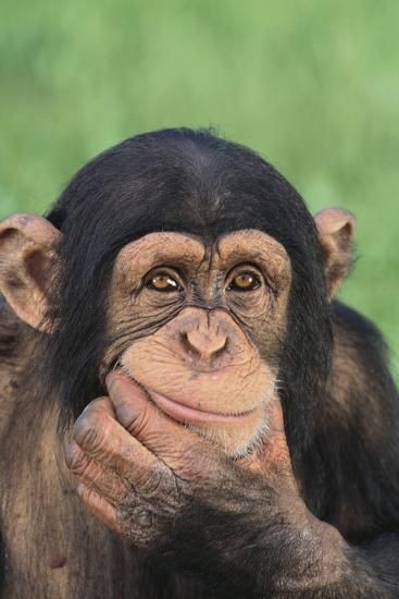 Create meme: pensive monkey , chimpanzees , monkey shows his middle finger