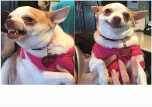 Create meme: meme dog Chihuahua, lily lu, evil Chihuahua meme