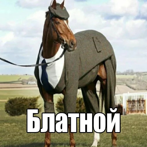 Создать мем: лошадь в пиджаке, лошадь в пальто, лошадь мем
