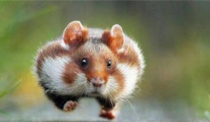 Create meme: hamster, wild hamster