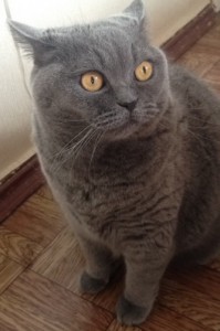 Создать мем: каспийск кот, кот на вязку шахты юла, british shorthair en büyük