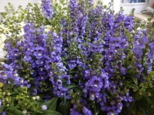 Create meme: duranta duranta erecta geisha girl, how to order flower angelonia of serenita purple, picture Lobelia, Salvia