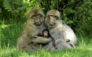 Create meme: macaque monkey, little monkey, animals monkey