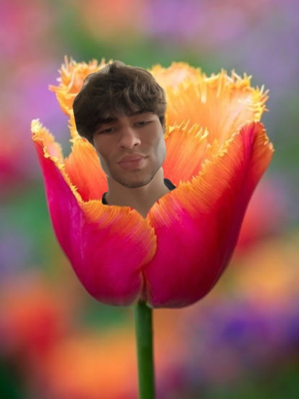 Create meme: dutch flowers, kieron moore actor 2021, flowers tulips