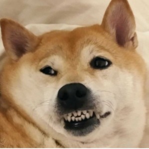 Create meme: dog meme, sad doge
