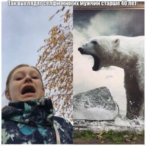 Create meme: polar bear