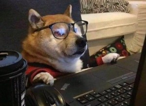 Создать мем: кот в очках мем, пес за компьютером, Собака