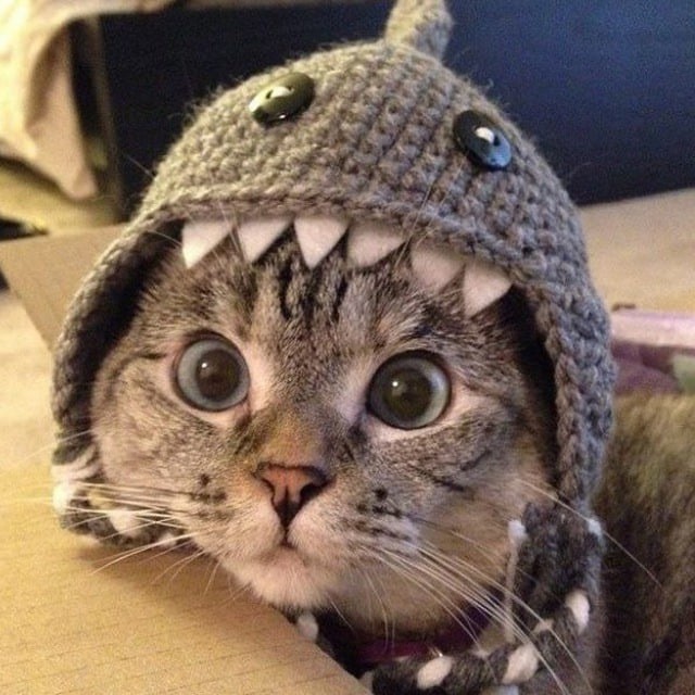 Создать мем: котик, милые котики в шапочках, кошка в костюме акулы