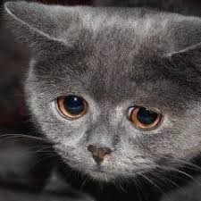 Создать мем: котенок грустный, плачущие коты, грустный кот