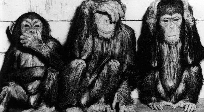 Создать мем: три шимпанзе, три обезьяны картина, шимпанзе обезьяна
