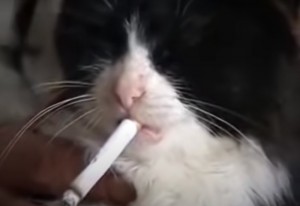 Создать мем: кот курит кальян, котенок курит, кот курит