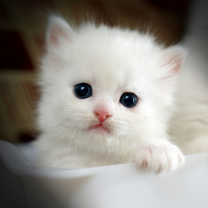 Create meme: cats are small, white kitten , cats are small cute