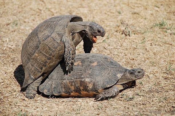 Создать мем: животные черепаха, turtle tortoise, turtle