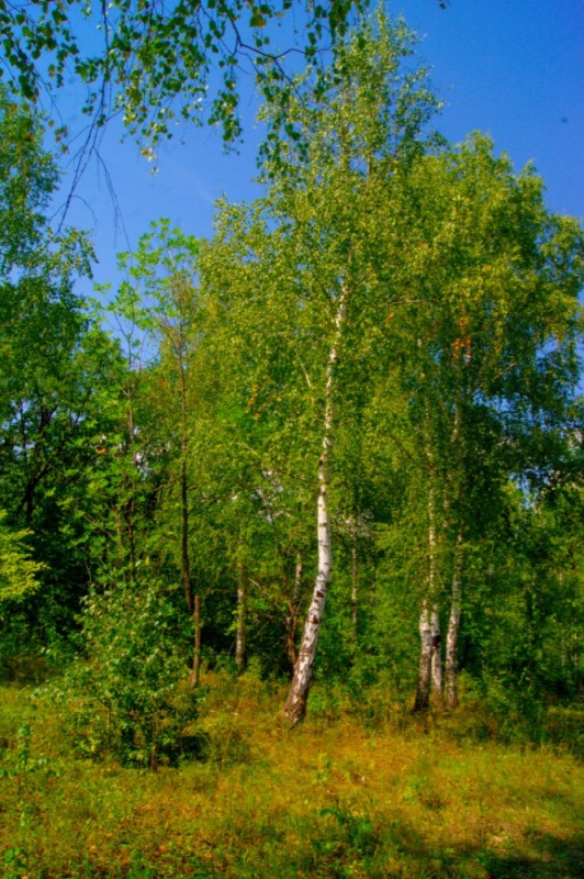 Создать мем: береза летом, береза обыкновенная (betula alba), береза обыкновенная