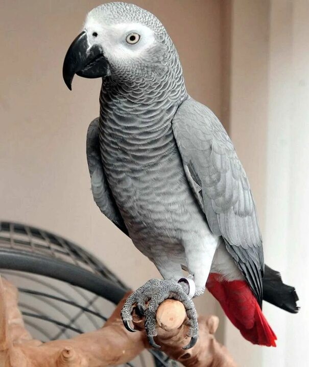 Create meme: Jacko the red-tailed, parrot Jaco, grey jacko parrot
