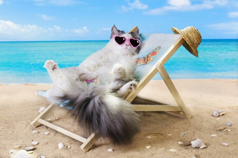 Создать мем: я в отпуске на море, котик на отдыхе, кот на шезлонге на пляже