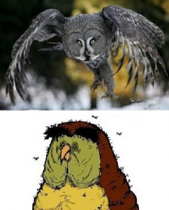 Create meme: owl, owl, great grey owl
