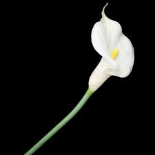 Create meme: white Calla flowers, Calla
