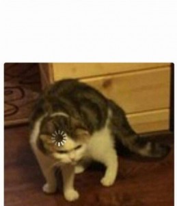 Create meme: loading meme cat, cat, Cat
