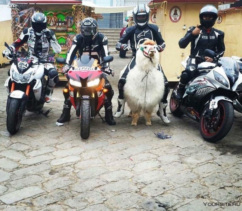 Создать мем: собака едет на мотоцикле, пес на мопеде, лама на мотоцикле
