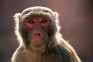 Create meme: macaque monkey, monkey, rhesus monkey.
