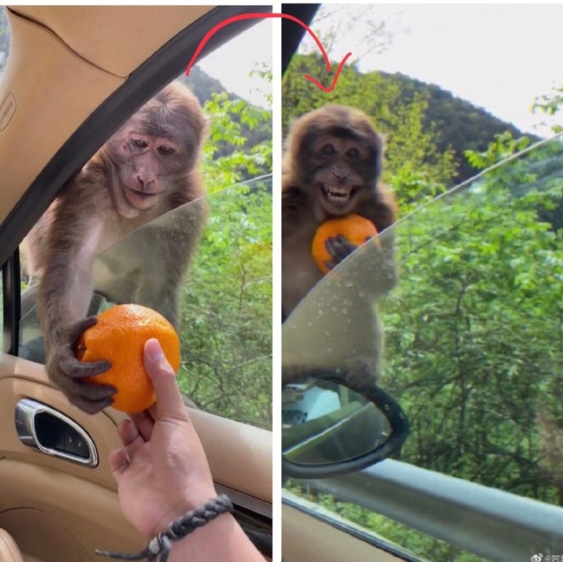 Создать мем: обезьянка с апельсином, смешные обезьяны, обезьянки