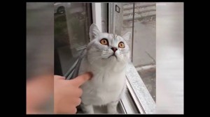 Создать мем: самый невозмутимый кот, funny cat, смотреть видео кот сломался 3