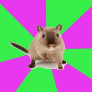 Create meme: rat, hamster, mouse