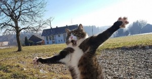 Создать мем: смешной кот, танцующий кот, кот бегает