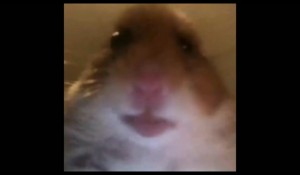 Create meme: a scared hamster, the hamster in the chamber, the hamster looks at the camera