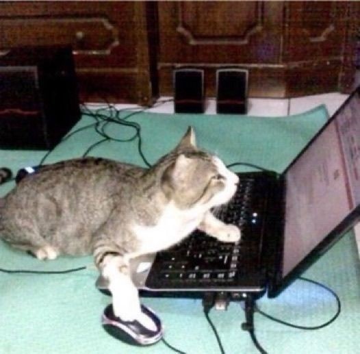 Создать мем: котик за компом, кошка, кот за компьютером