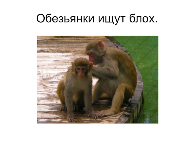 Создать мем: опытные обезьяны, обезьяны ищут блох друг у друга, обезьянки