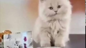 Create meme: cat, Persian cat