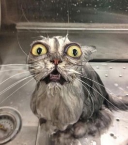 Create meme: cat, the cat in the bathroom, wet cat