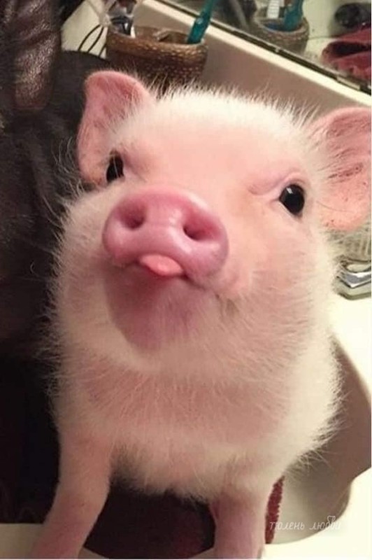 Создать мем: свинка смешная, поросенок милый, мини пигги свинка