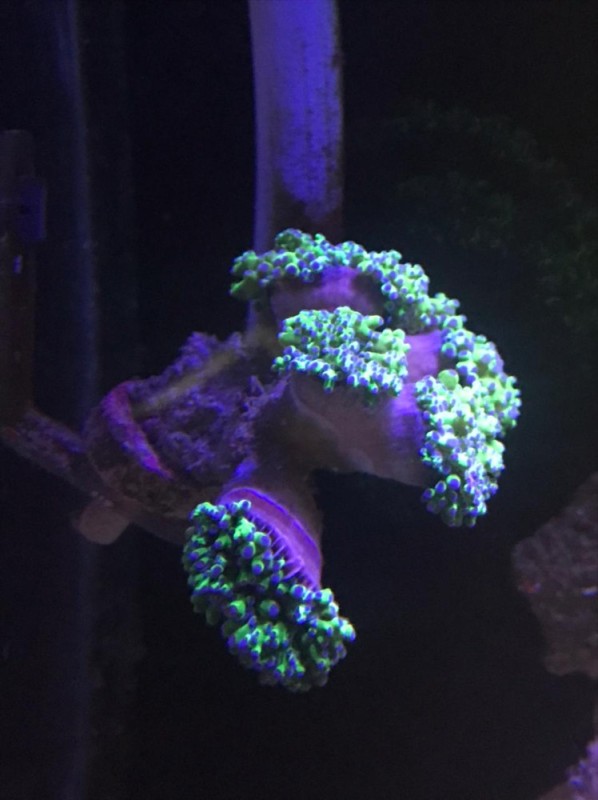 Create meme: discoactinium coral, marine aquarium, living corals