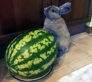 Create meme: cat watermelon