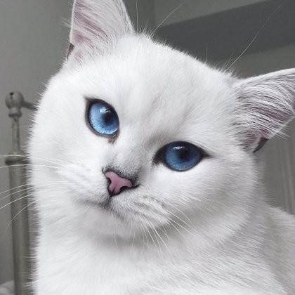 Создать мем: белая кошка с голубыми глазами, британская шиншилла коби, кот с голубыми глазами