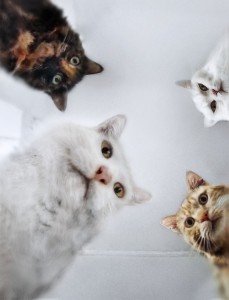 Create meme: meme cat, cat, cat meme