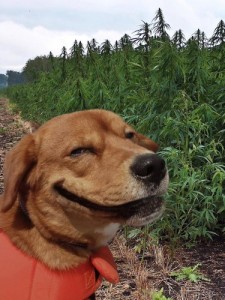 Create meme: weed, funny, police dog